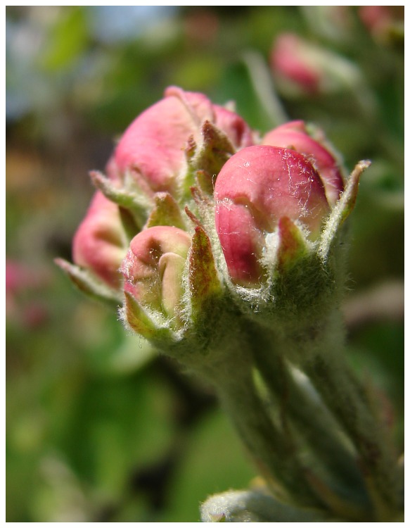 Apple Tree Buds