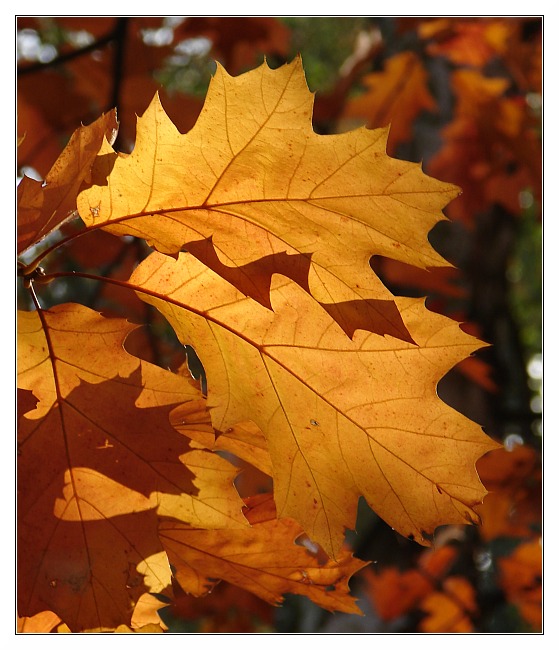 Autumn Leaves