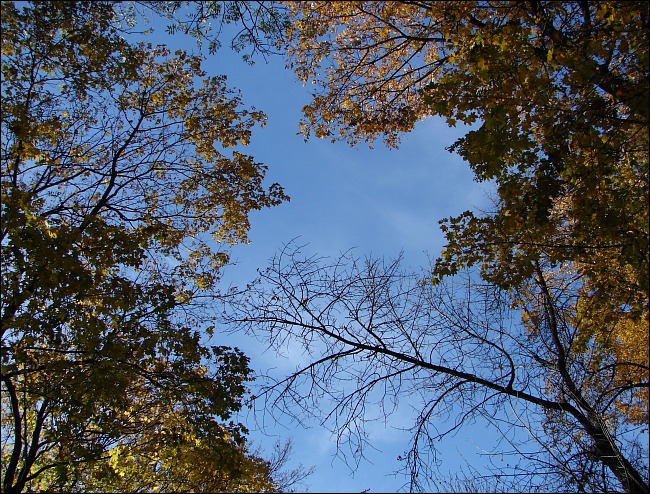 Autumn Sky