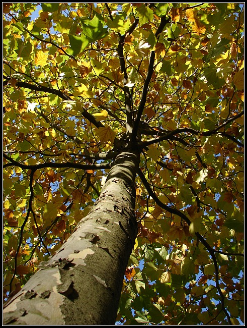 Autumn Tree