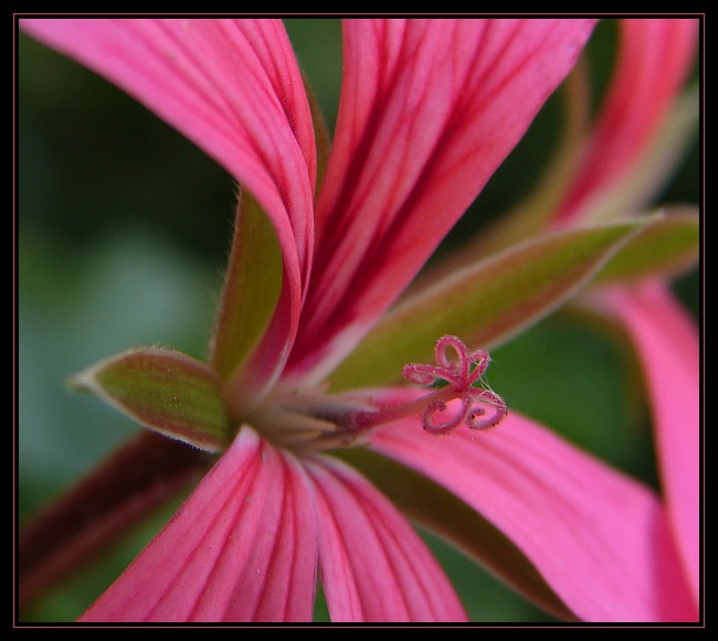 Pelargonium